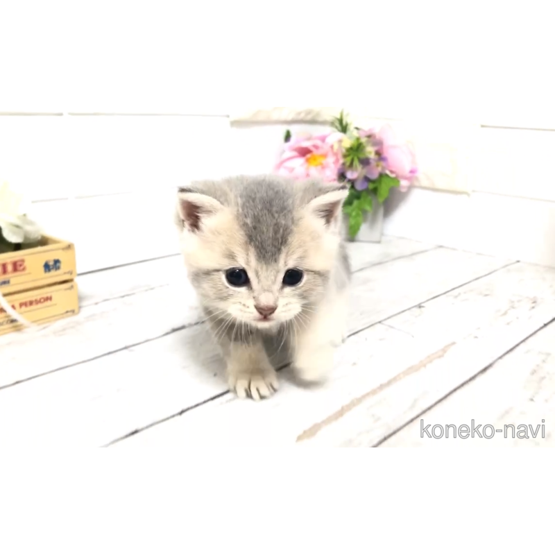 販売中の埼玉県のブリティッシュショートヘア-122074の5枚目
